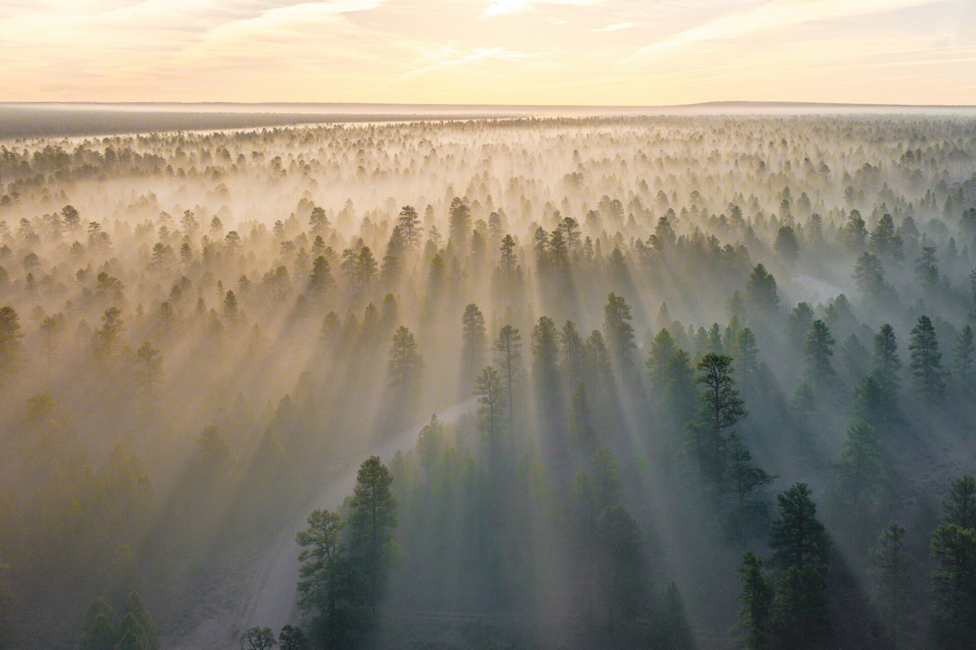 Sunrise and fog in forest