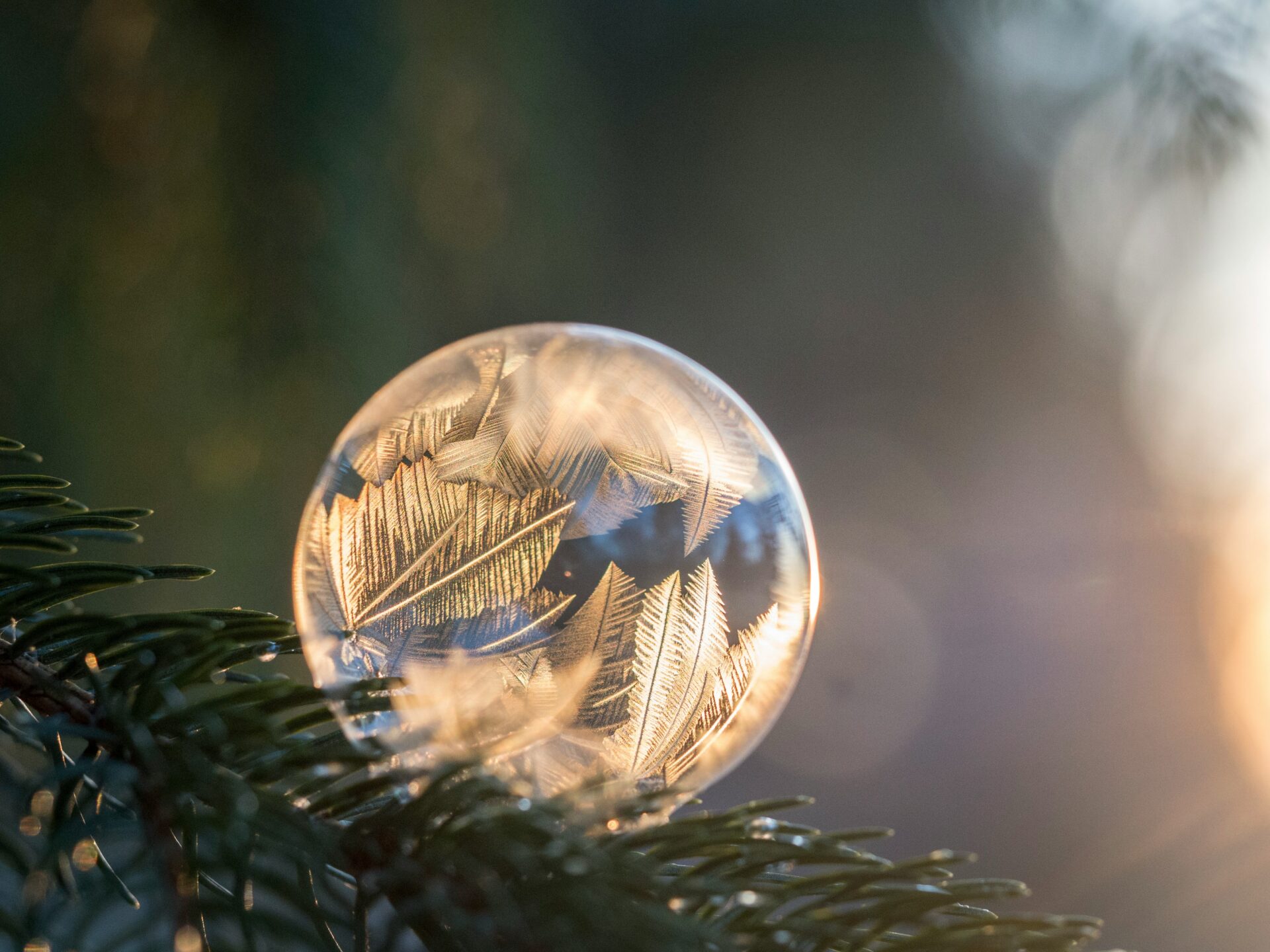 Frosted bubble with intricate icy patterns resting on evergreen branches, glowing in warm sunlight.